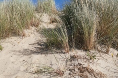 Renesse/ strand