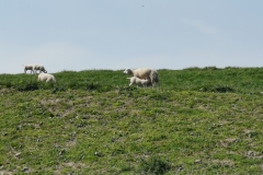 Zierikzee